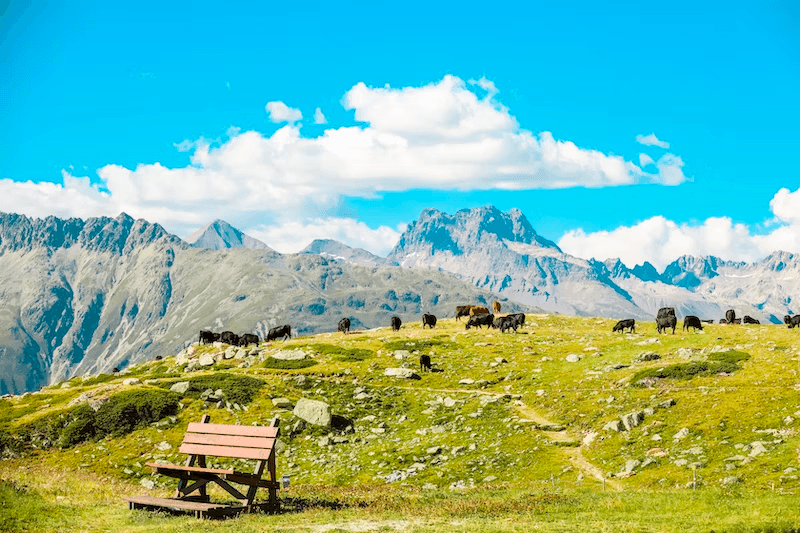 Alp with view on mountains and cows in the background